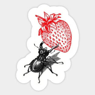 Beetle holds  Strawberry Sticker